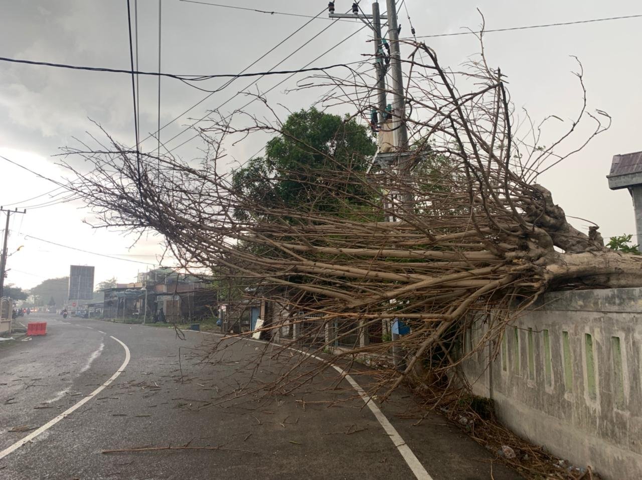 Breaking News : Pohon Tumbang Timpa Kabel Listrik di Sekitaran TPU Mon Geudong Breaking News : Pohon Tumbang Timpa Kabel Listrik di Sekitaran TPU Mon Geudong