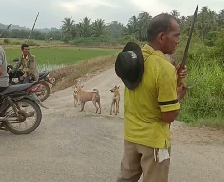 Pemuda Wilayah Paloh Punti dan Sekitar Kompak Buru Hama Babi Pemuda Wilayah Paloh Punti dan Sekitar Kompak Buru Hama Babi