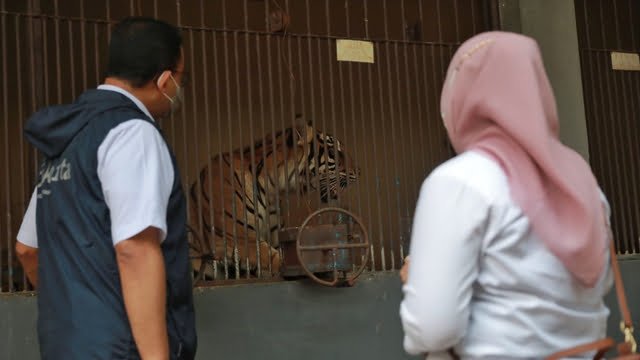2 Harimau Sempat Corona di Ragunan Isolasi 12 Hari, Sesak Napas-Bersin 2 Harimau Sempat Corona di Ragunan Isolasi 12 Hari, Sesak Napas-Bersin