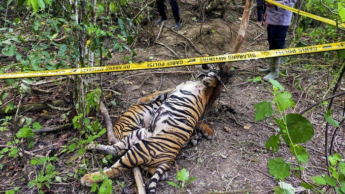Majelis Hakim Tinggi Banda Aceh Memperberat Hukuman Pembunuh Harimau Majelis Hakim Tinggi Banda Aceh Memperberat Hukuman Pembunuh Harimau