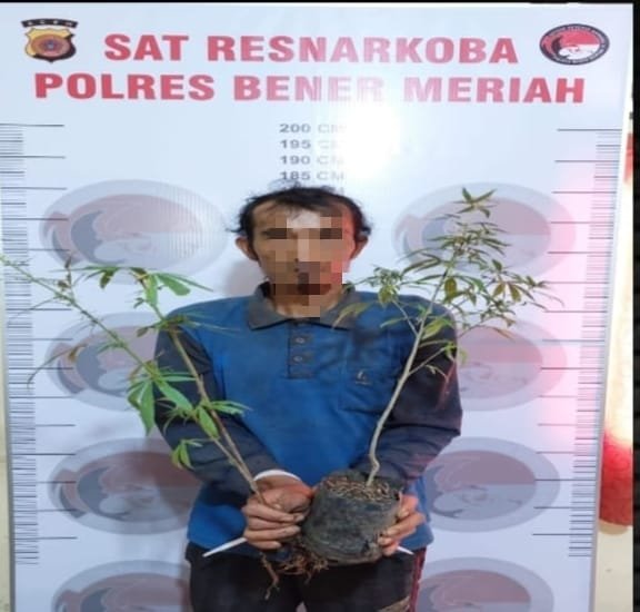 Seorang Warga Di Bener Meriah Tanam Ganja Di Ladang Kopi Seorang Warga Di Bener Meriah Tanam Ganja Di Ladang Kopi