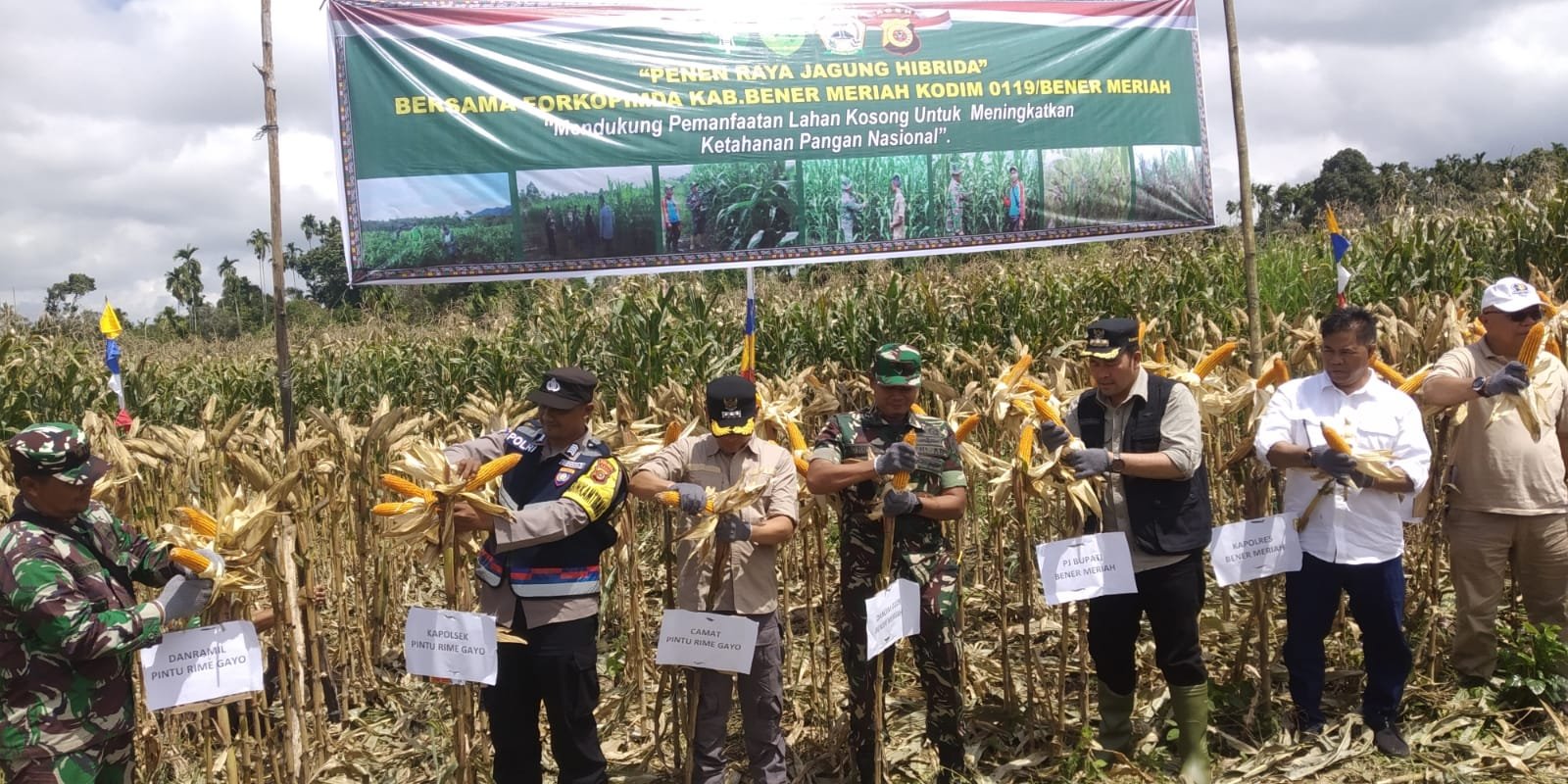 Dandim Bersama Forkopimda Panen Raya Jagung Hibrida Dandim Bersama Forkopimda Panen Raya Jagung Hibrida
