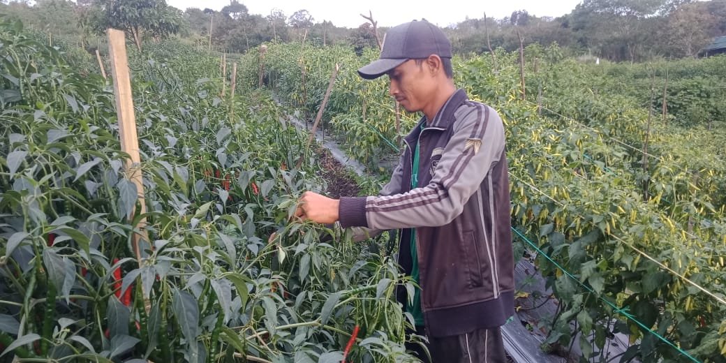 Harga Cabai Mengalami Peningkatan Di Kabupaten Bener Meriah Harga Cabai Mengalami Peningkatan Di Kabupaten Bener Meriah