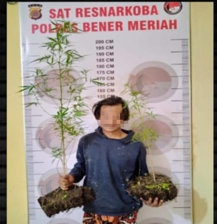 Miliki Dua Batang Ganja Warga Blang Rakal Diamankan Polisi Miliki Dua Batang Ganja Warga Blang Rakal Diamankan Polisi