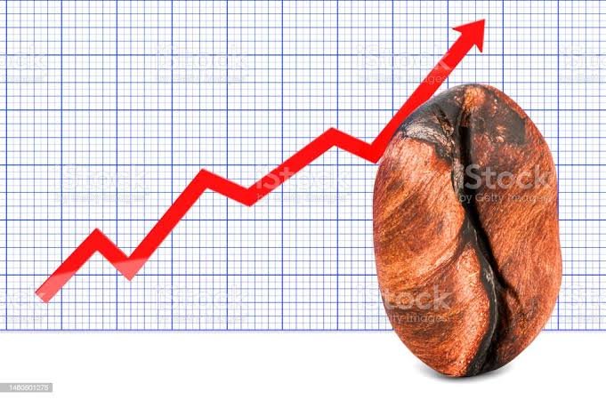 BENER MERIAH : Harga Kopi Arabika Tingkat Petani Naik !! BENER MERIAH : Harga Kopi Arabika Tingkat Petani Naik !!