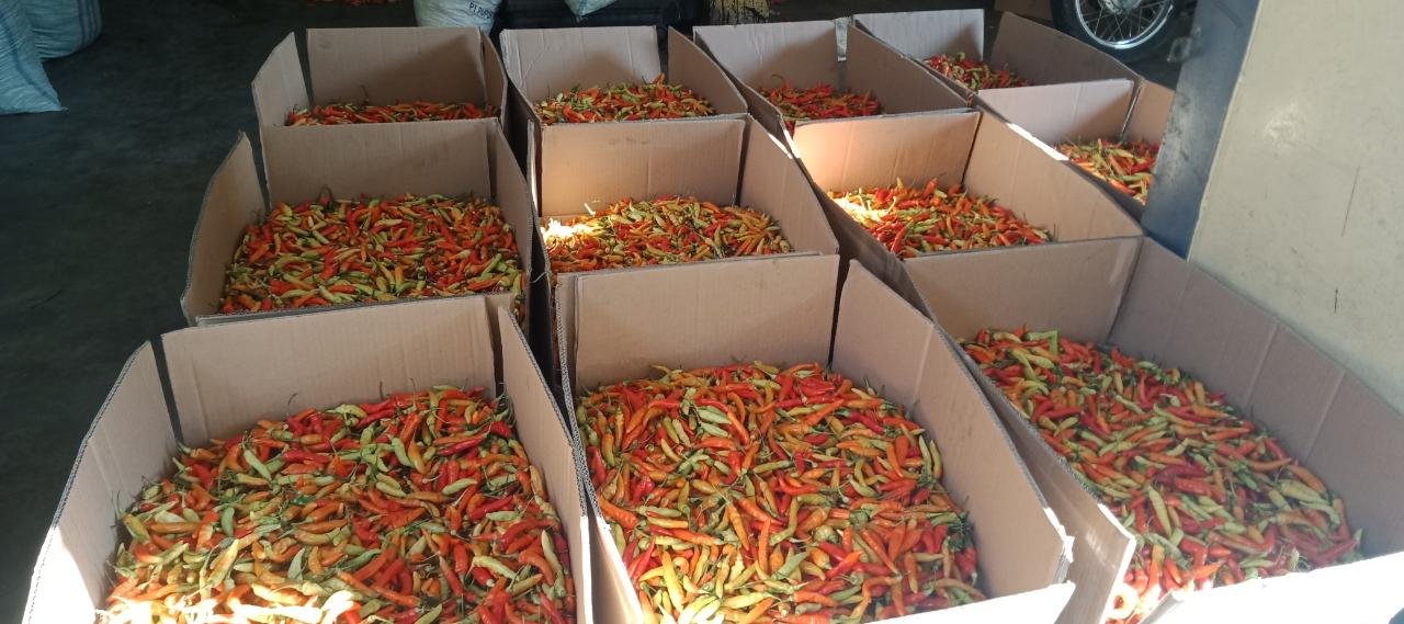 BREAKING NEWS : Berikut Harga Cabai Di Tingkat Grosir BREAKING NEWS : Berikut Harga Cabai Di Tingkat Grosir