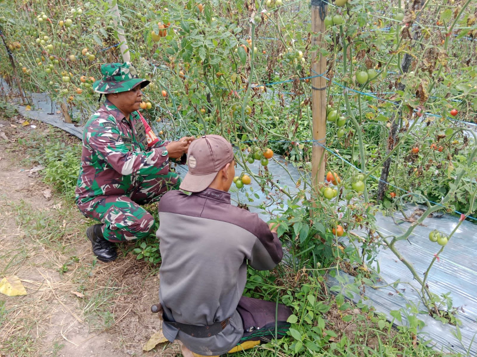 Kehadiran TNI di Aktifitas Petani, Petani: Kami Sangat Senang dan Bersemangat Kehadiran TNI di Aktifitas Petani, Petani: Kami Sangat Senang dan Bersemangat