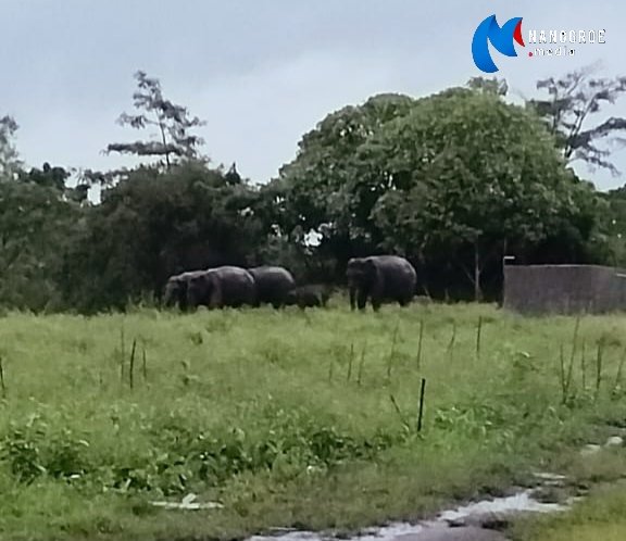 Kawanan Gajah Liar Masuk Pemukiman Transmigrasi Jalung, Warga Minta Tindakan Cepat Dari Pemerintah Kawanan Gajah Liar Masuk Pemukiman Transmigrasi Jalung, Warga Minta Tindakan Cepat Dari Pemerintah